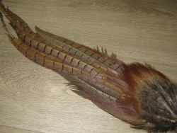 Целый хвост самца охотничьего фазана Cock Pheasant Complete Tail Natural # 2 градация