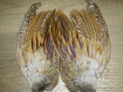 Крылья самца охотничьего фазана Cock Pheasant Wing Natural Lt. светлые 1 пара