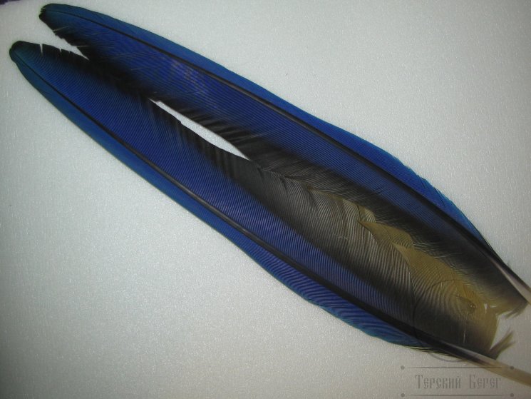Перья попугая Blue Yellow Q 2  Quill 1 пара .