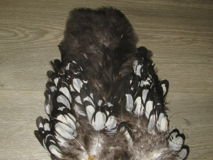 Перо курицы American Hen Soft Hackle W/Chickabou  BLW / White Whiting