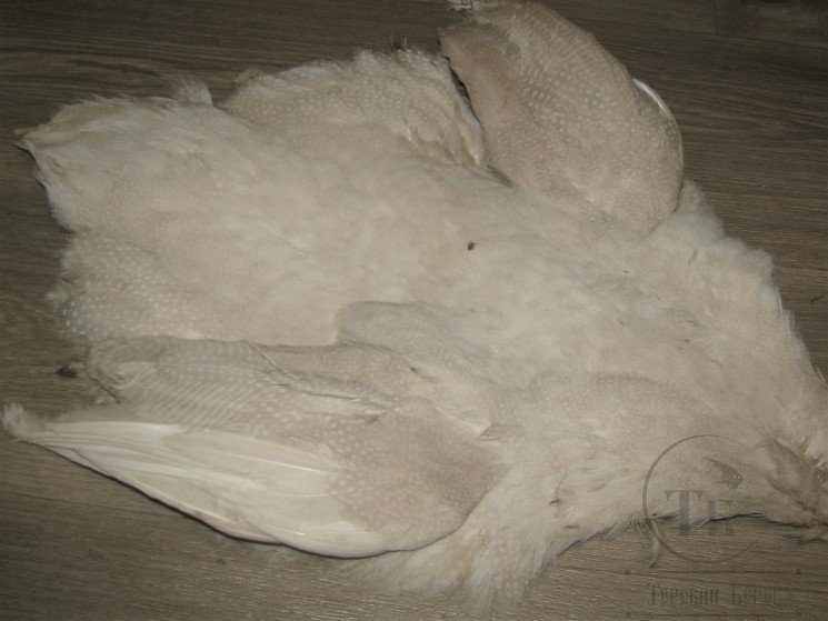 Шкура Цесарки натуральная белая Guinea Fowl Natural White Skin  