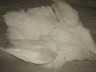 Шкура Цесарки натуральная белая Guinea Fowl Natural White Skin  