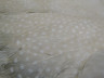 Шкура Цесарки натуральная белая Guinea Fowl Natural White Skin  