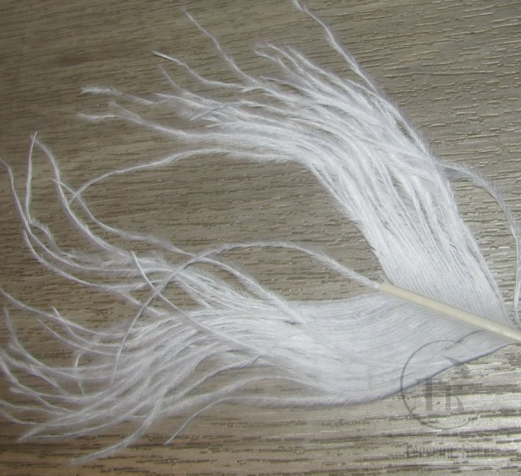 ostridge  white  Terskibereg