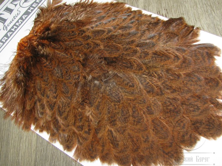 Курица седло Brahma Hen Saddle Golden Brown Whiting