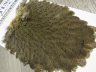Курица седло Brahma Hen Saddle Pale Yellow Whiting