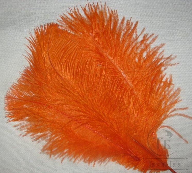ostridge  plumes  orange  Terskibereg
