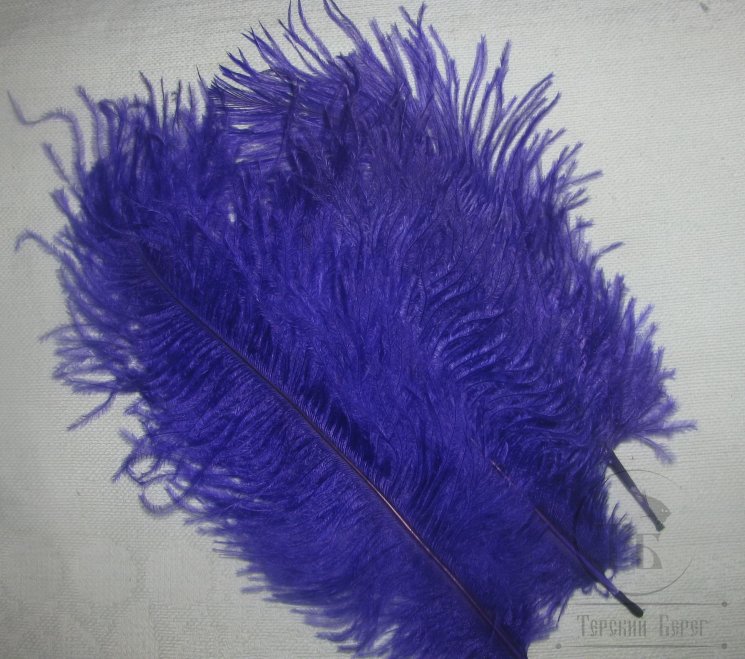 ostridge  plumes  purple  Terskibereg