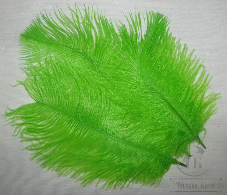 ostridge plumes   green /chartreuse  Terskibereg