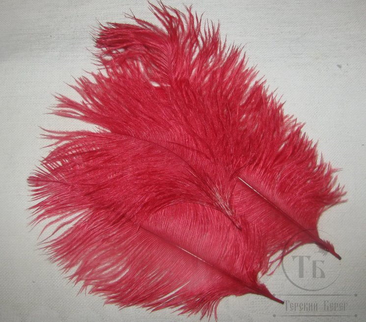 ostridge  plumes  red   Terskibereg