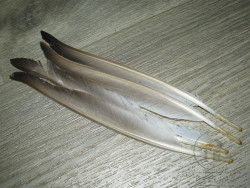 Маховые перья утки Mallard Duck Quills Gray Natural ( 2 пары ) Терский берег