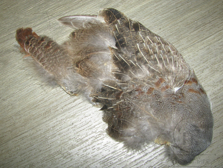 1/2 Шкуры куропатки / 1/2 Partridge Skin Natural Hends
