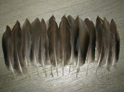 Маховые перья утки Mallard Duck Wing Quills Gray / White Natural ( 7 пар ) Терский берег
