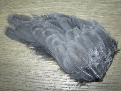 Перья белого фазана на коже серые White Cock Pheasant Feathers Dyed Gray