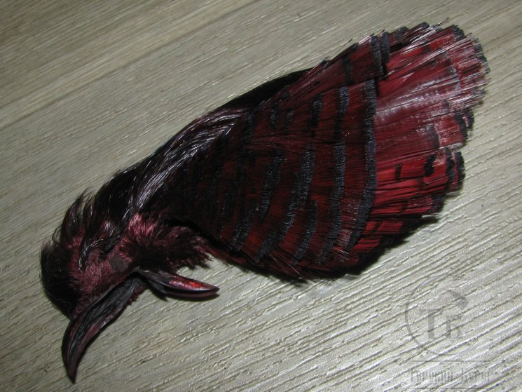 Золотой фазан комплект (шея, голова) Golden Pheasant Complete Head  Claret