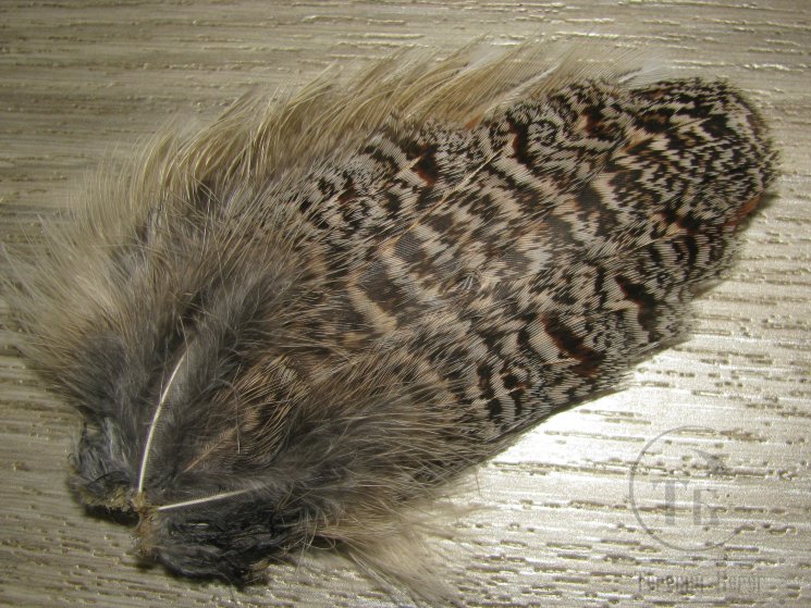 Хвост куропатки  Gray Partridge Tail
