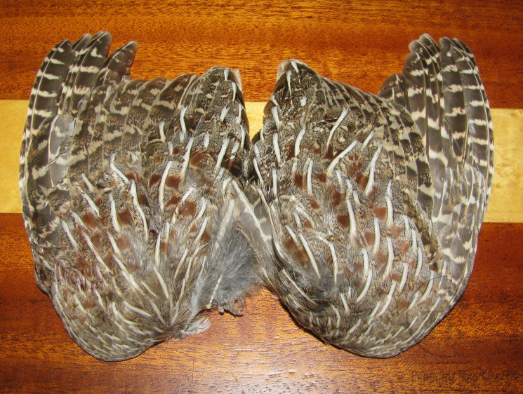 Крылья куропатки Gray Partridge Wing