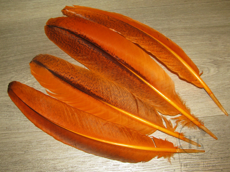 Маховые перья индюка Turkey Wing Quills Barred Orange Variant (2 пары)