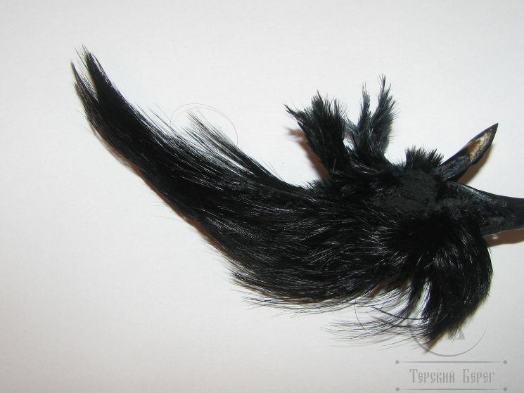 Золотой фазан хохолок Golden Pheasant Crest Only Black