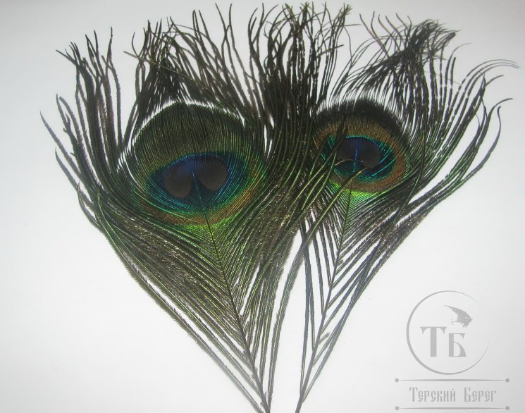 Перо павлина глазковое Peacock Eyes Md 2 шт.