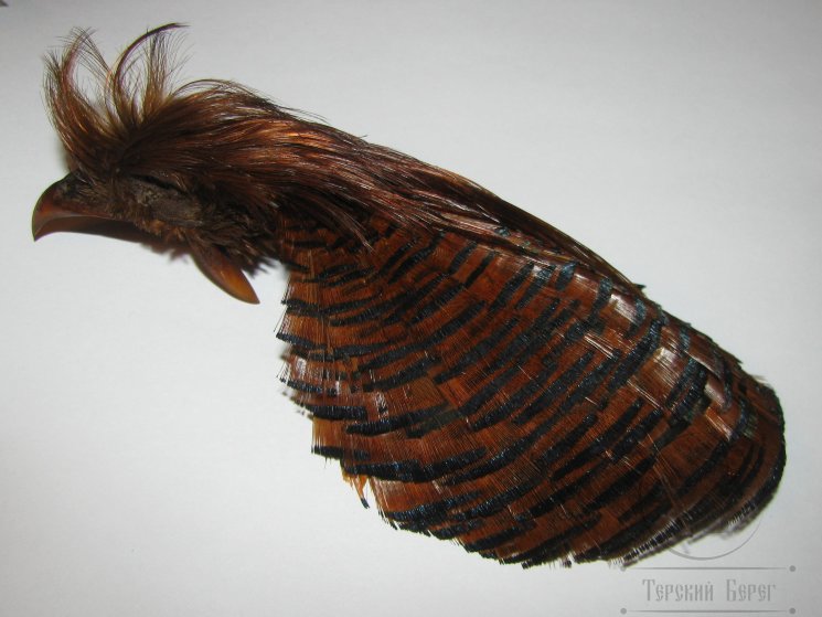 Золотой фазан комплект (шея, голова) Golden Pheasant Complete Head Brown