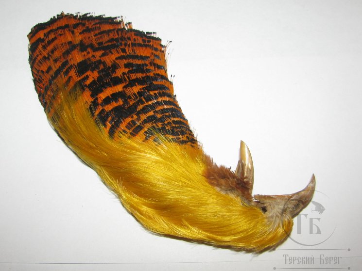 Золотой фазан комплект (шея, голова) Golden Pheasant Complete Head Natural
