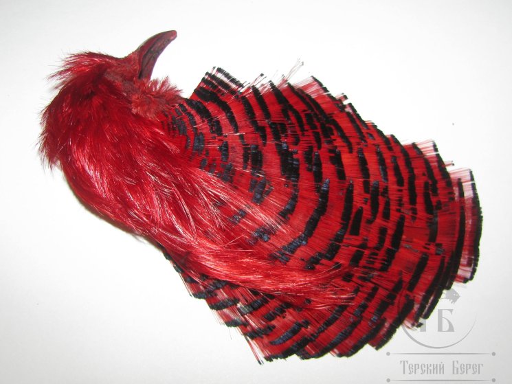 Золотой фазан комплект (шея, голова) Golden Pheasant Complete Head  Red # 2