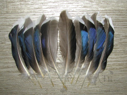 Маховые перья утки Mallard Duck Wing Quills Gray / White Blue Natural ( 5 пар ) Терский берег