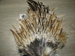 Седло петуха Indian saddle Fiery Badger