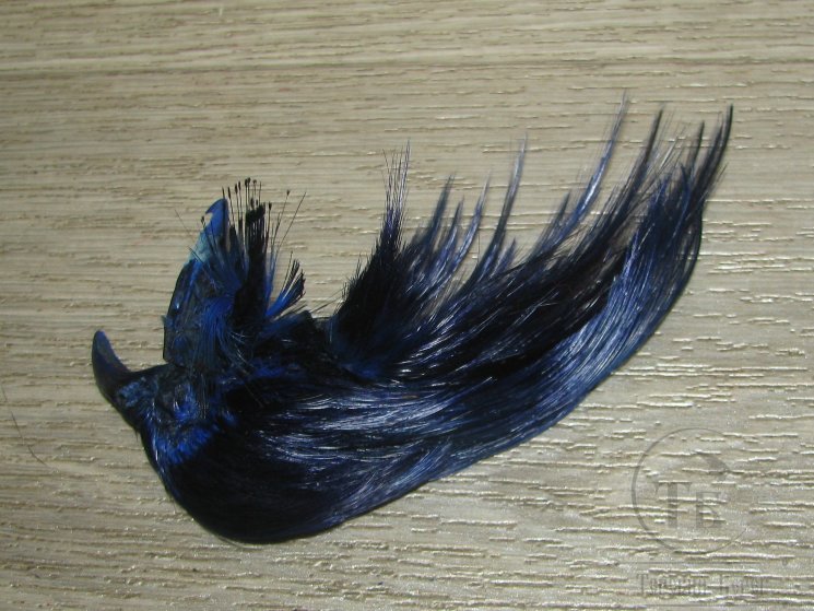 Золотой фазан хохолок Golden Pheasant Crest Only Blue