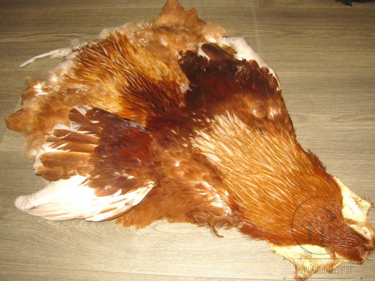 Шкура петуха с крыльями и хвостом Cock Skin Rusty Badger White ( скальп и седло рыже белый баджер, хвост отсутствует ) CS 7 / 24 