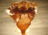 Шкура петуха с крыльями и хвостом Cock Skin Rusty Badger White ( скальп и седло рыже белый баджер, хвост отсутствует ) CS 7 / 24 