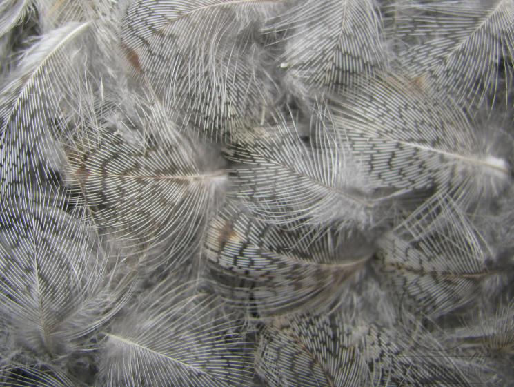 Перья куропатки шейные Gray Partridge Neck Feathers