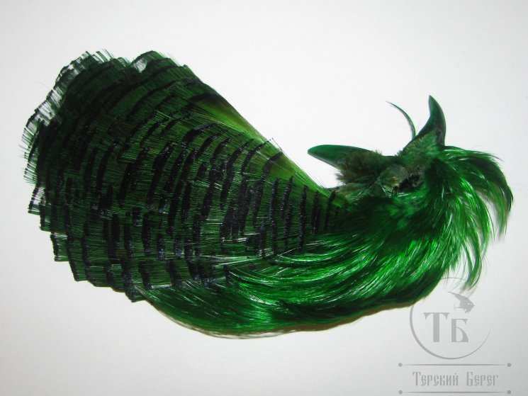 Золотой фазан комплект (шея, голова) Golden Pheasant Complete Head  Green