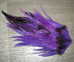 Седло петуха Indian Saddle Purple