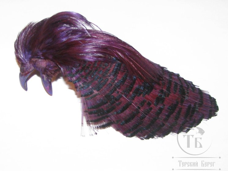 Золотой фазан комплект (шея, голова) Golden Pheasant Complete Head Purple