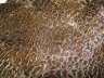 Шкура самки зелёного фазана ( с крыльями и хвостом ) Green Pheasant Hen Body Skin Natural 
