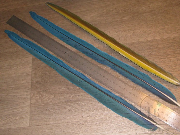 Перья попугая Blue Yellow Т 105 хвостовое центральное 1 пара  52 см (после линьки) 