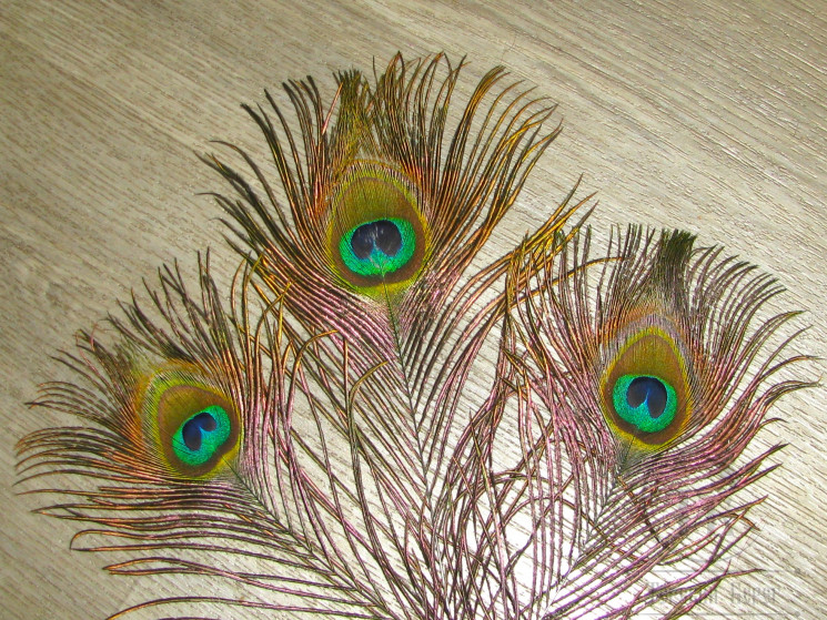 Перо павлина глазковое Peacock Green Bengal Eye 3 шт.