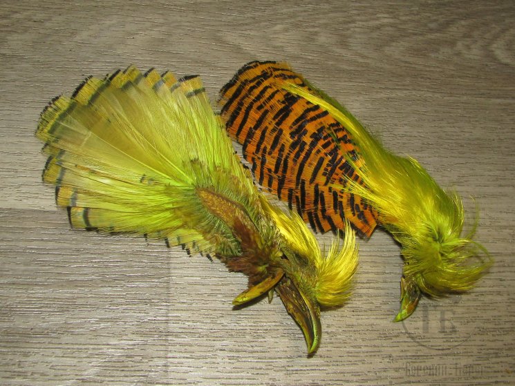 Золотой фазан комплект (шея, голова) Golden Pheasant Complete Head Fl. Yellow Chart.